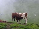 vaches du col de Golèse